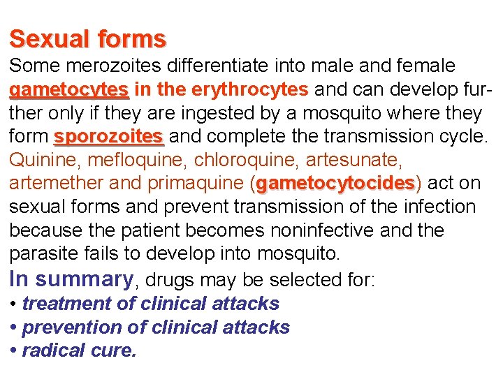 Sexual forms Some merozoites differentiate into male and female gametocytes in the erythrocytes and