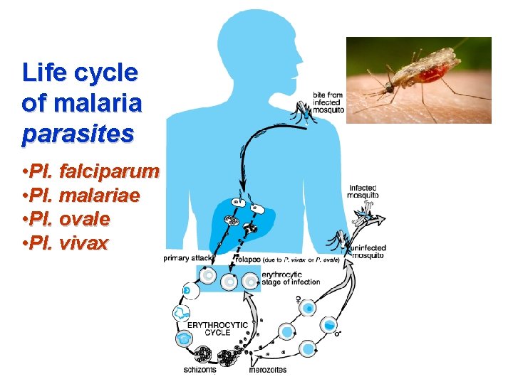 Life cycle of malaria parasites • Pl. falciparum • Pl. malariae • Pl. ovale