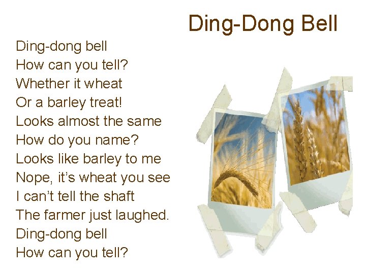 Ding-Dong Bell Ding-dong bell How can you tell? Whether it wheat Or a barley