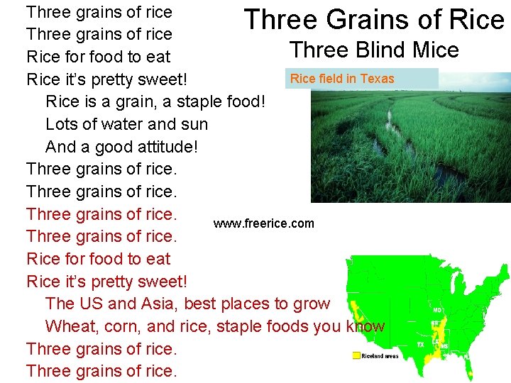 Three grains of rice Three Blind Rice for food to eat Rice field in