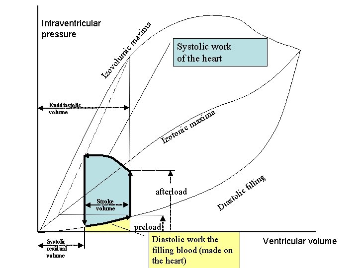 ma xim a Intraventricular pressure Izo vo lum ic Systolic work of the heart