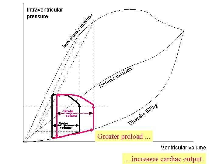 Izo vo lum ic ma xim a Intraventricular pressure a ic ton m axi