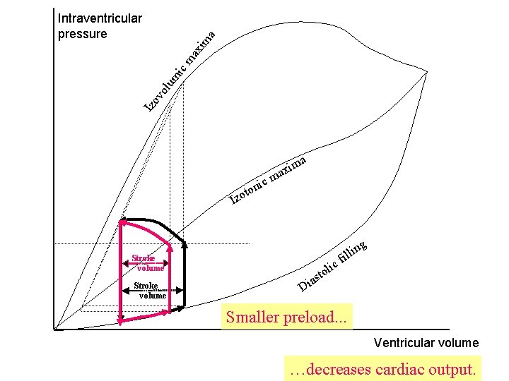 Izo vo lum ic ma xim a Intraventricular pressure a ic ton m axi