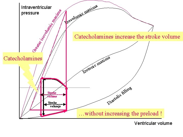 a Intraventricular pressure ol v o z cm i m u I Catecholamines increase