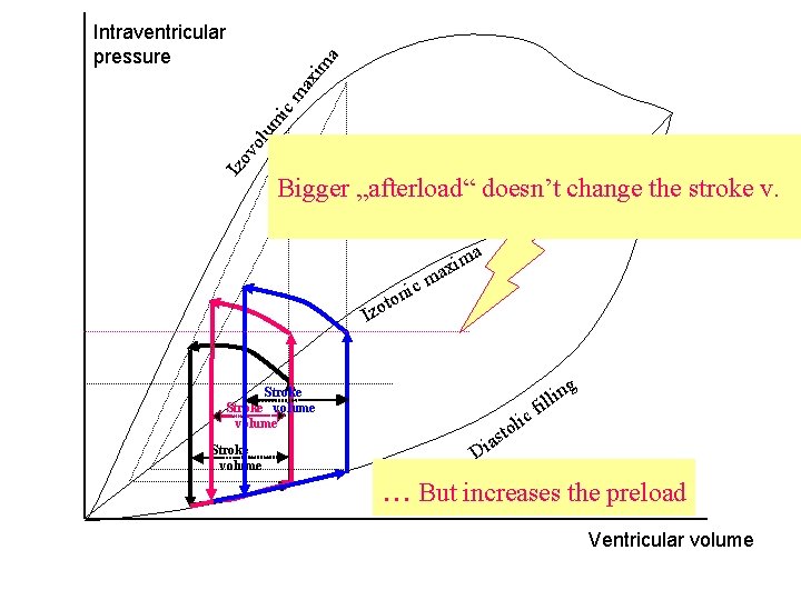 Izo vo lum ic ma xim a Intraventricular pressure Zvýšení „afterloadu“ Bigger „afterload“ doesn’t