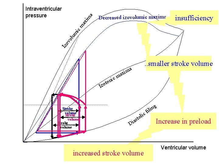 Decreased izovolumic maxima insufficiency Izo vo lum ic ma xim a Intraventricular pressure .