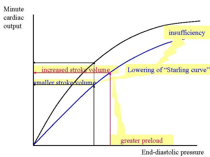 Minute cardiac output insufficiency increased stroke volume Lowering of “Starling curve” smaller stroke volume