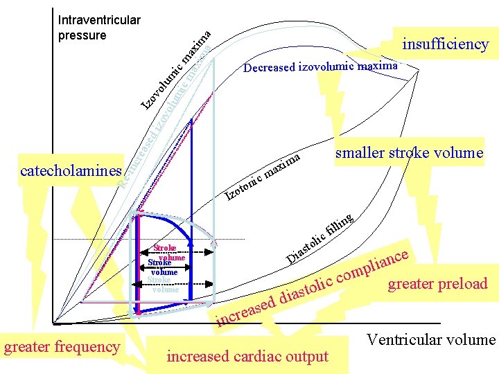 olu lum mi ic c m ma axi xim ma a Intraventricular pressure insufficiency