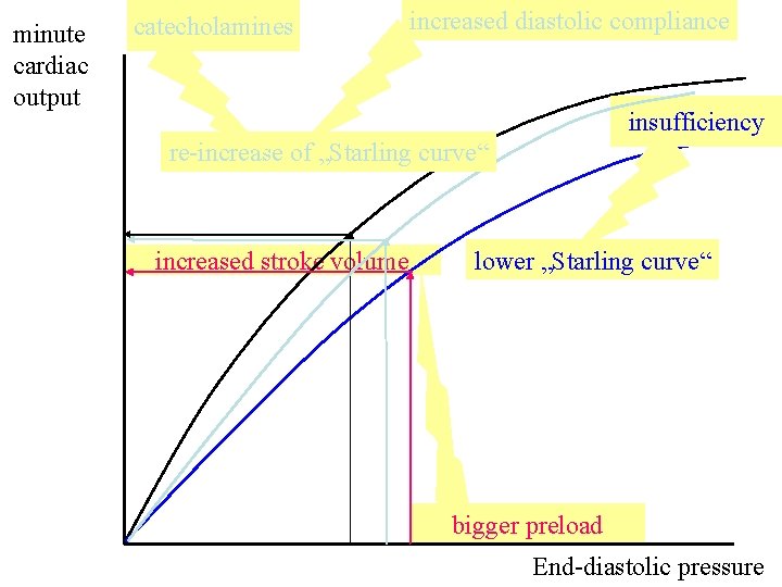 minute cardiac output catecholamines increased diastolic compliance insufficiency re-increase of „Starling curve“ increased stroke