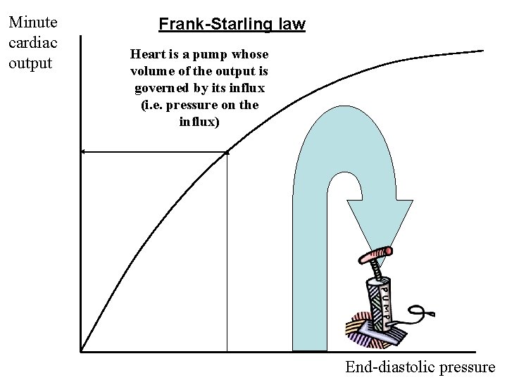 Minute cardiac output Frank-Starling law Heart is a pump whose volume of the output