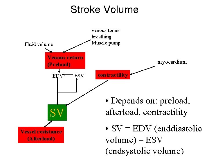 Stroke Volume venous tonus breathing Muscle pump Fluid volume Venous return (Preload) EDV SV