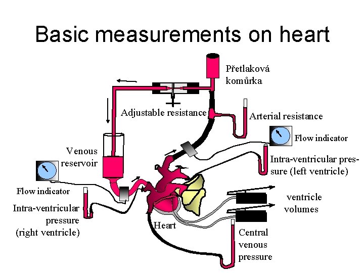 Basic measurements on heart Přetlaková komůrka Adjustable resistance Arterial resistance Flow indicator Venous reservoir