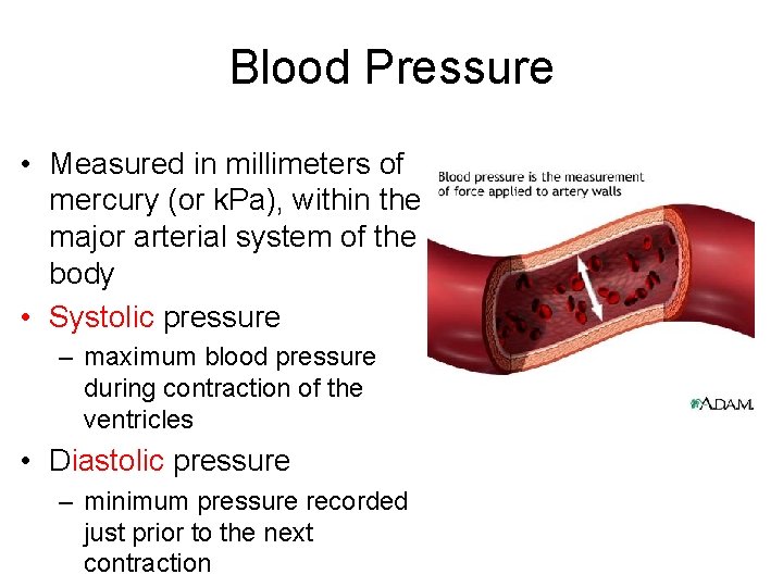 Blood Pressure • Measured in millimeters of mercury (or k. Pa), within the major