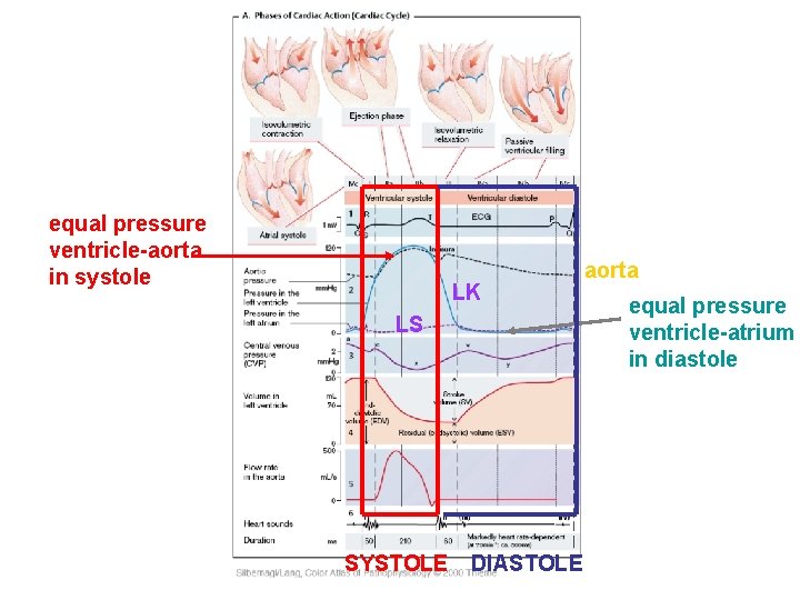 equal pressure ventricle-aorta in systole LK LS SYSTOLE DIASTOLE aorta equal pressure ventricle-atrium in