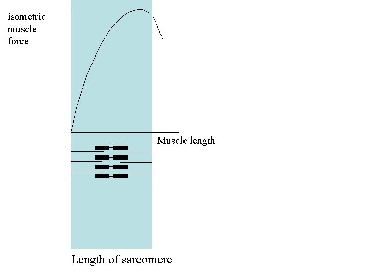 isometric muscle force Muscle length Length of sarcomere 