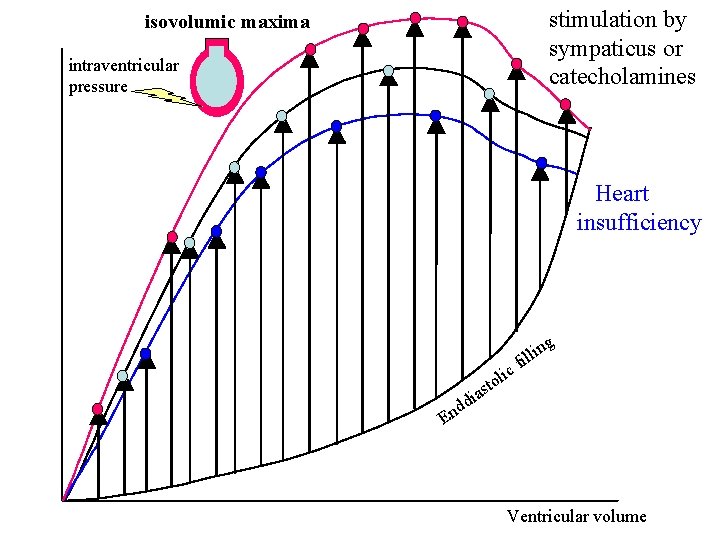 stimulation by sympaticus or catecholamines isovolumic maxima intraventricular pressure Heart insufficiency g ic di
