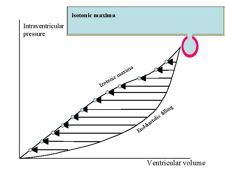 isotonic maxima Intraventricular pressure a m axi m c i n to Izo g