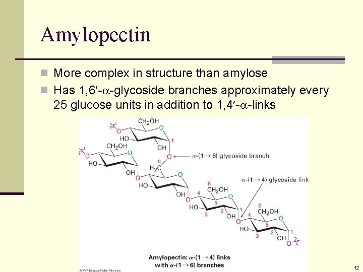 Amylopectin n More complex in structure than amylose n Has 1, 6 - -glycoside Amylopectin n More complex in structure than amylose n Has 1, 6 - -glycoside