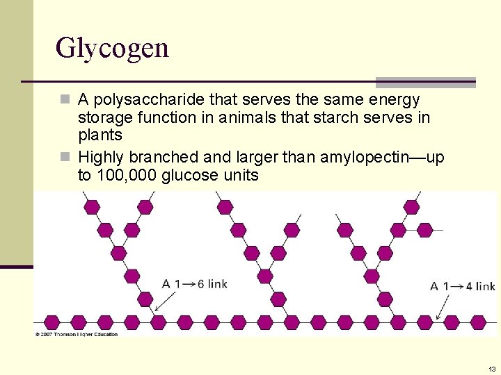 Glycogen n A polysaccharide that serves the same energy storage function in animals that Glycogen n A polysaccharide that serves the same energy storage function in animals that