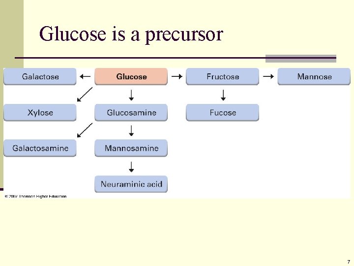 Glucose is a precursor 7 Glucose is a precursor 7