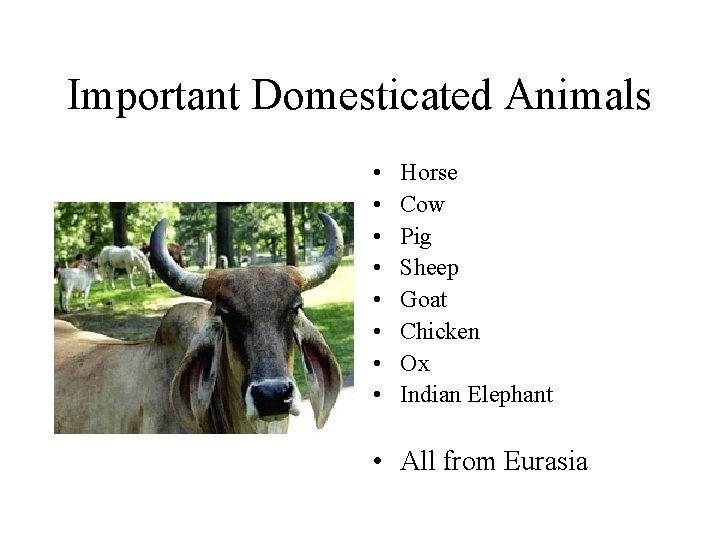 Important Domesticated Animals • • Horse Cow Pig Sheep Goat Chicken Ox Indian Elephant