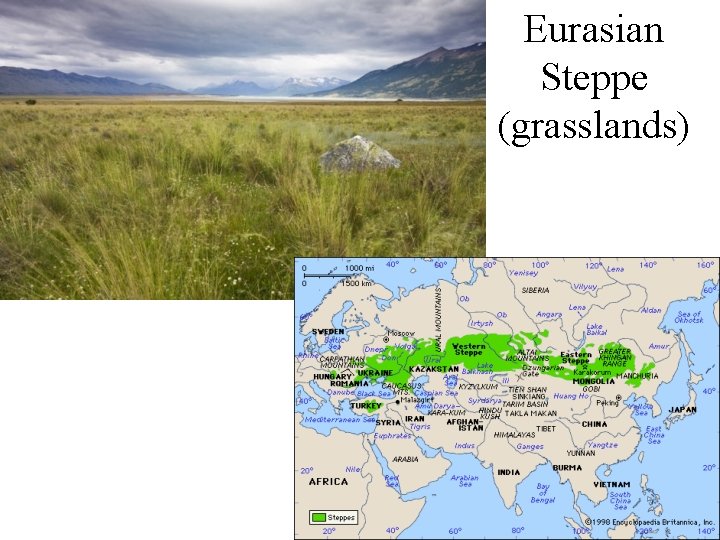 Eurasian Steppe (grasslands) 