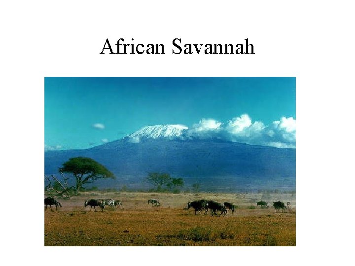African Savannah 