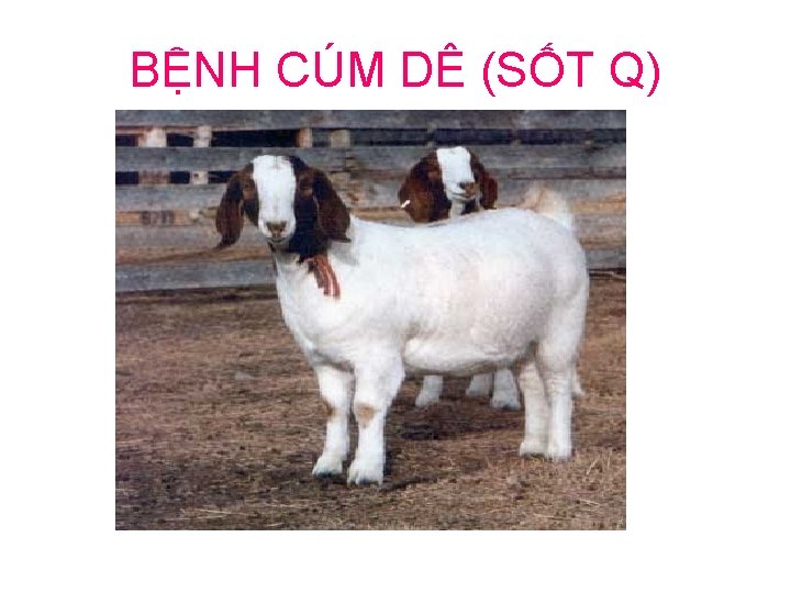 BỆNH CÚM DÊ (SỐT Q) 