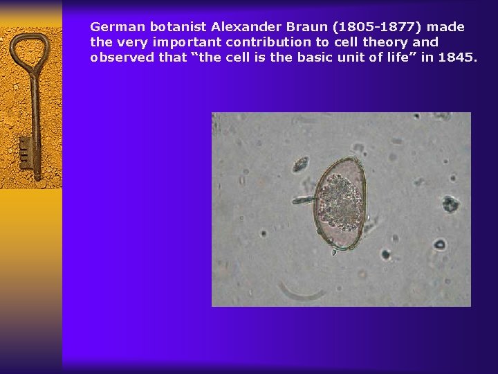 German botanist Alexander Braun (1805 -1877) made the very important contribution to cell theory
