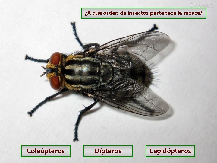 ¿A qué orden de insectos pertenece la mosca? Coleópteros Dípteros Lepidópteros ¿A qué orden de insectos pertenece la mosca? Coleópteros Dípteros Lepidópteros