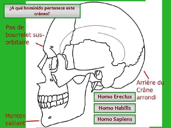 ¿A qué homínido pertenece este cráneo? Homo Erectus Homo Habilis Homo Sapiens ¿A qué homínido pertenece este cráneo? Homo Erectus Homo Habilis Homo Sapiens