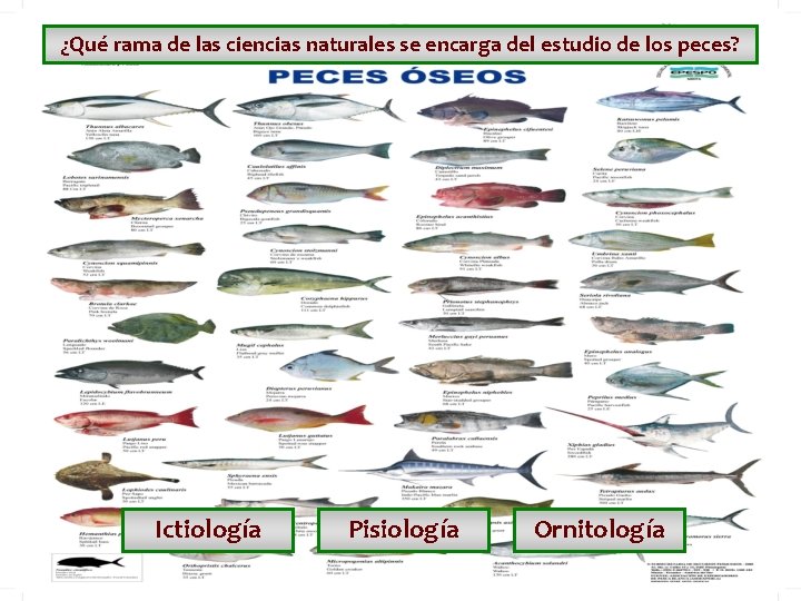 ¿Qué rama de las ciencias naturales se encarga del estudio de los peces? Ictiología ¿Qué rama de las ciencias naturales se encarga del estudio de los peces? Ictiología