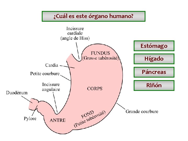 ¿Cuál es este órgano humano? Estómago Hígado Páncreas Riñón ¿Cuál es este órgano humano? Estómago Hígado Páncreas Riñón