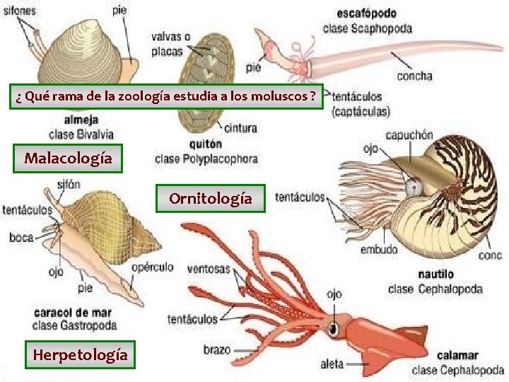 ¿ Qué rama de la zoología estudia a los moluscos ? Malacología Ornitología Herpetología ¿ Qué rama de la zoología estudia a los moluscos ? Malacología Ornitología Herpetología