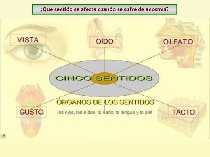 ¿Que sentido se afecta cuando se sufre de anosmia? ¿Que sentido se afecta cuando se sufre de anosmia?