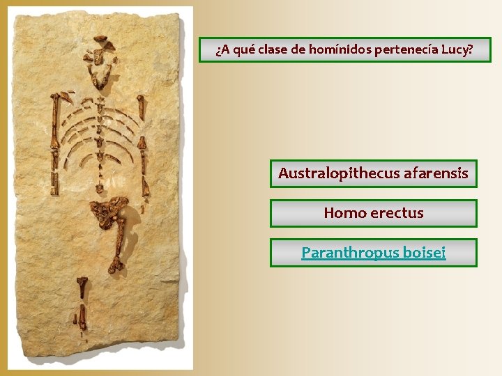¿A qué clase de homínidos pertenecía Lucy? Australopithecus afarensis Homo erectus Paranthropus boisei ¿A qué clase de homínidos pertenecía Lucy? Australopithecus afarensis Homo erectus Paranthropus boisei