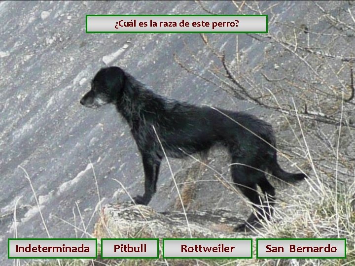 ¿Cuál es la raza de este perro? Indeterminada Pitbull Rottweiler San Bernardo ¿Cuál es la raza de este perro? Indeterminada Pitbull Rottweiler San Bernardo