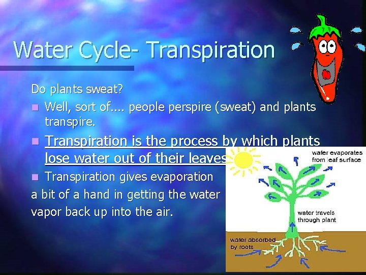 Water Cycle- Transpiration Do plants sweat? n Well, sort of. . people perspire (sweat) Water Cycle- Transpiration Do plants sweat? n Well, sort of. . people perspire (sweat)