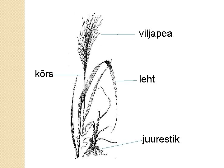 viljapea kõrs leht juurestik 