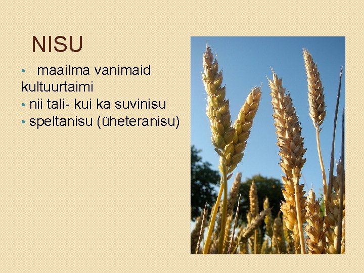 NISU maailma vanimaid kultuurtaimi • nii tali- kui ka suvinisu • speltanisu (üheteranisu) •