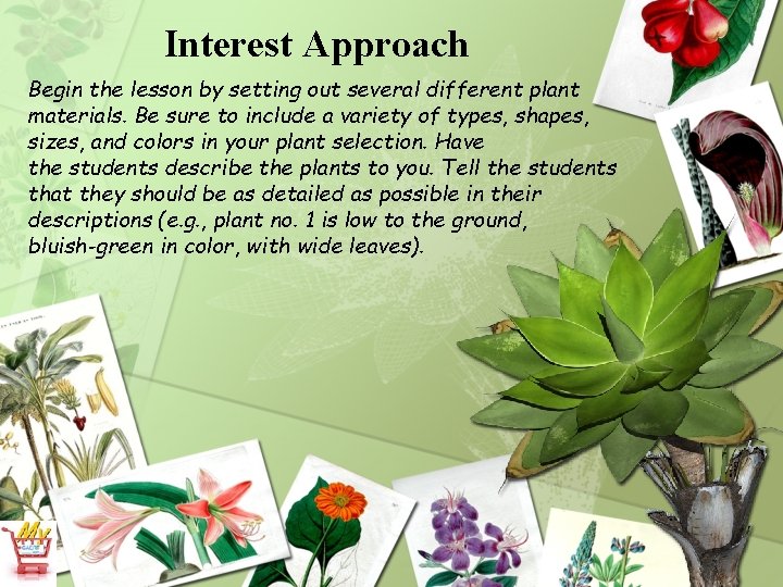 Interest Approach Begin the lesson by setting out several different plant materials. Be sure