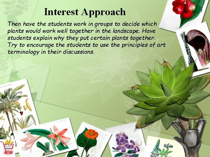 Interest Approach Then have the students work in groups to decide which plants would