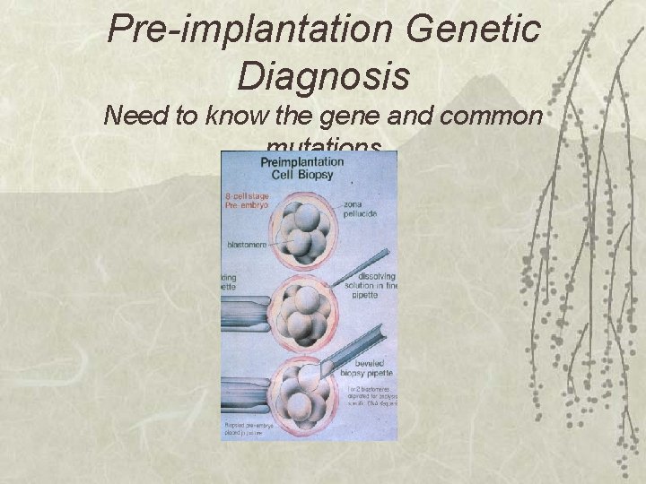 Pre-implantation Genetic Diagnosis Need to know the gene and common mutations 