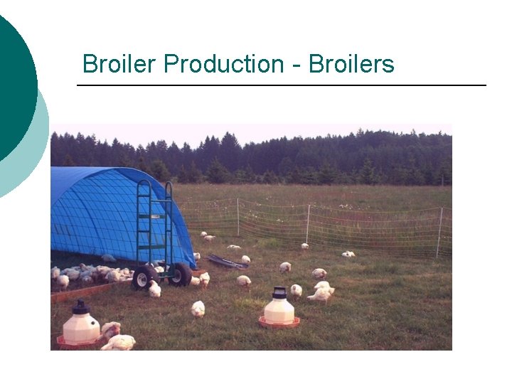 Broiler Production - Broilers 