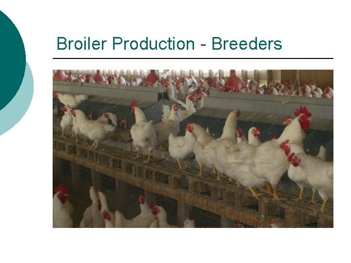 Broiler Production - Breeders 