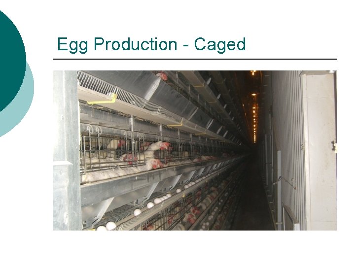 Egg Production - Caged 