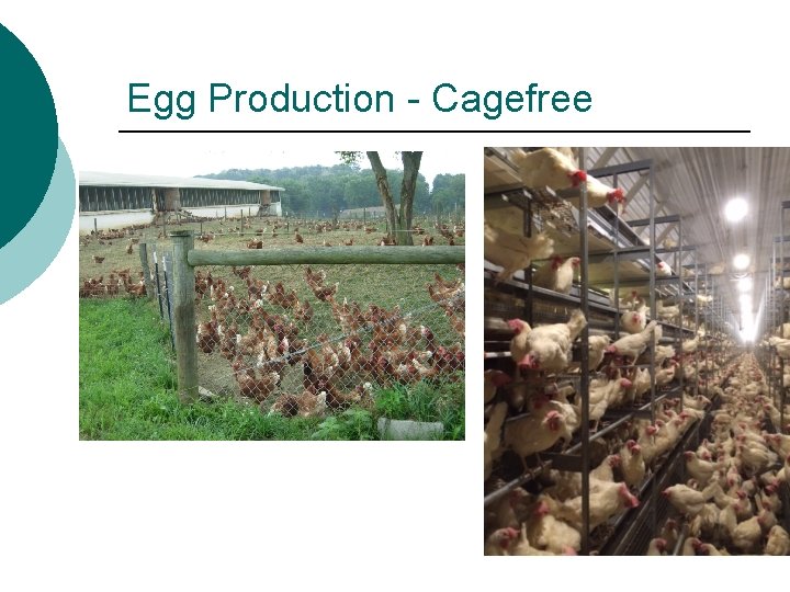 Egg Production - Cagefree 