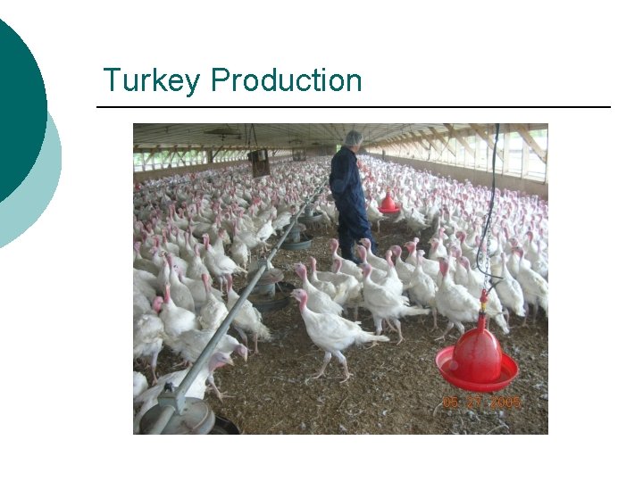 Turkey Production 