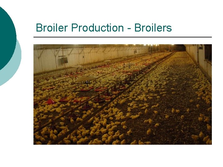 Broiler Production - Broilers 