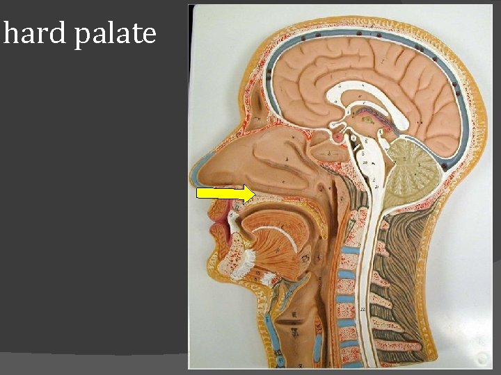 hard palate 